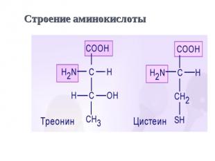 Строение аминокислоты