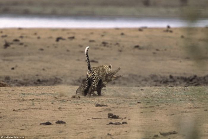 Гепард против крокодила 04 (700x469, 46Kb)