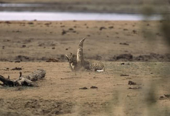 Гепард против крокодила 07 (700x481, 47Kb)