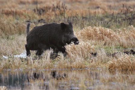 охота на кабана