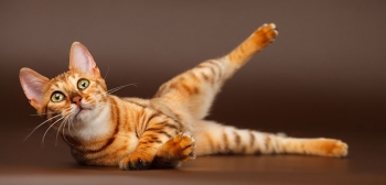 Дрессированная кошка - Куклачев будет вам завидовать