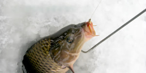 Карп в лунке