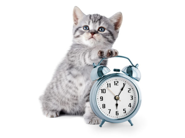 Тренировки должны проходить в одинаковое время