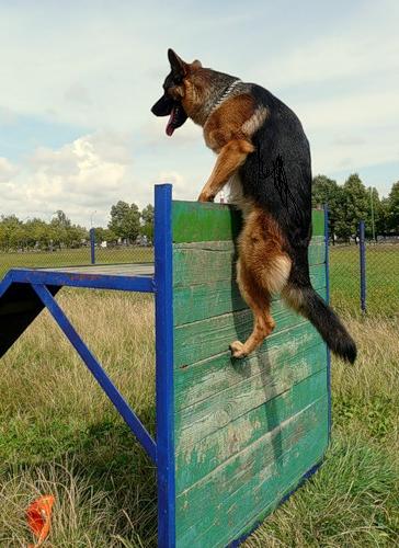 Дрессировка