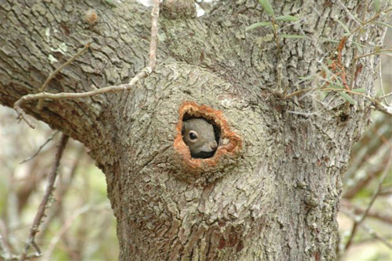 Белка в дупле