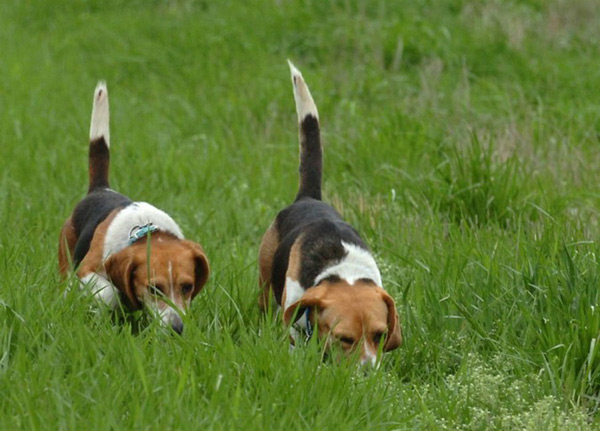 Гончие собаки
