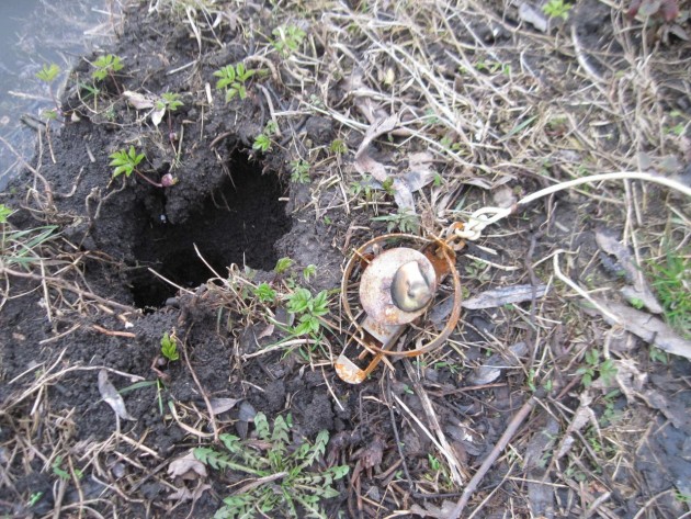 капкан на выдру