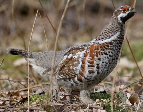 охота на рябчика