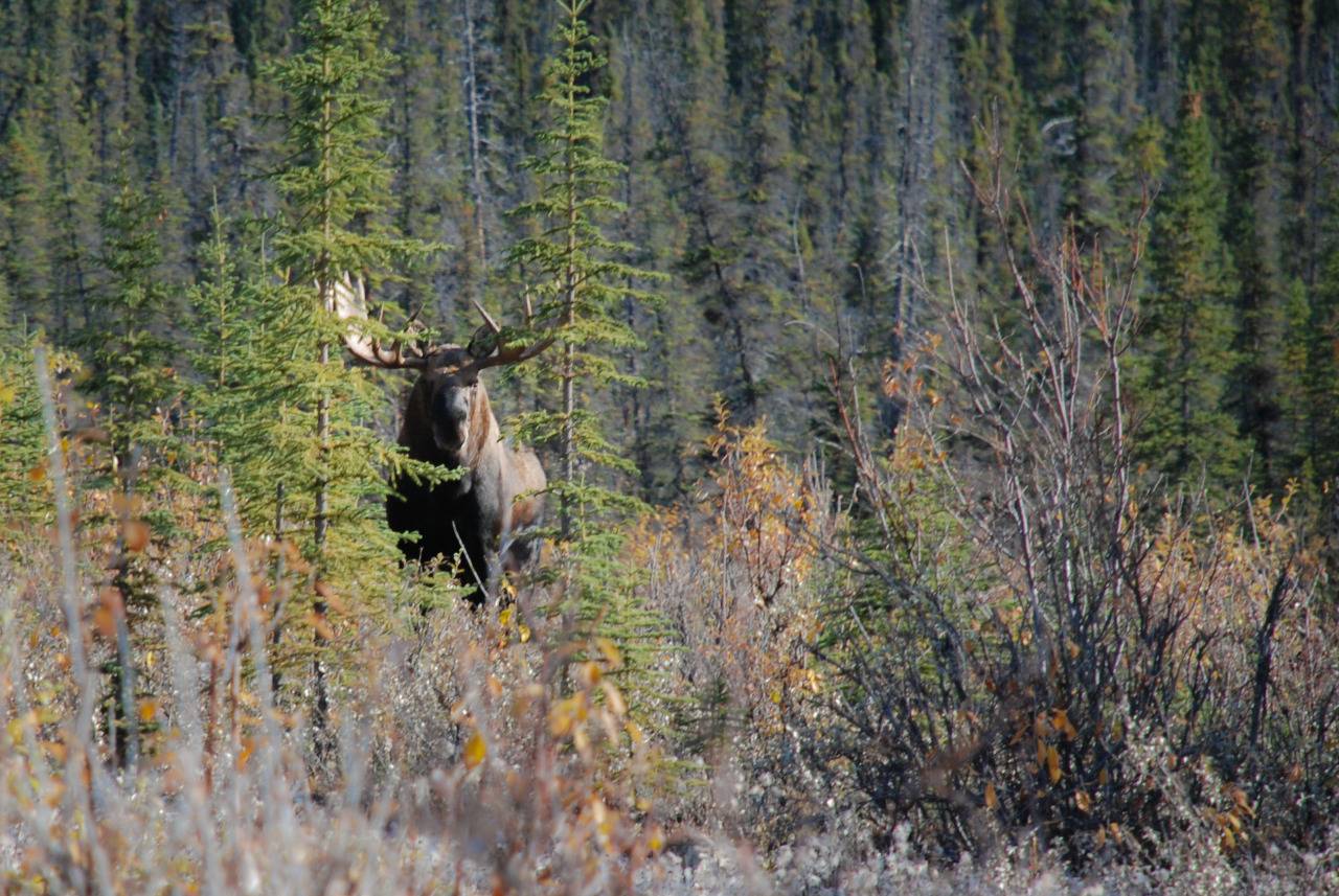Лосиная охота - Stone Forest
