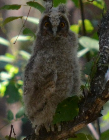 птенец ушастой совы