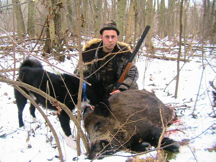 Охота, охота на кабана, как охотиться на кабана, виды охоты на кабана, охота на кабана из засидки, оружие на кабана, подкормка кабана, охотничье хозяйство, как стрелять по кабану