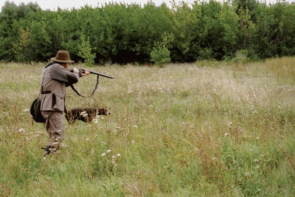 Охота на куропаток с собакой