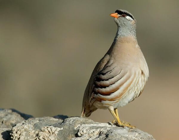 Пустынная куропатка