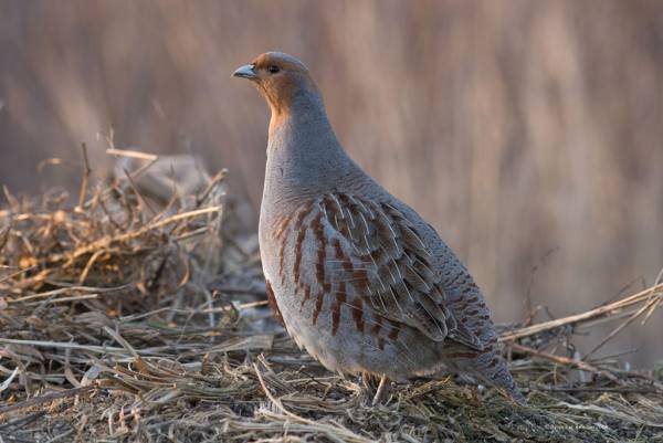 Серая куропатка