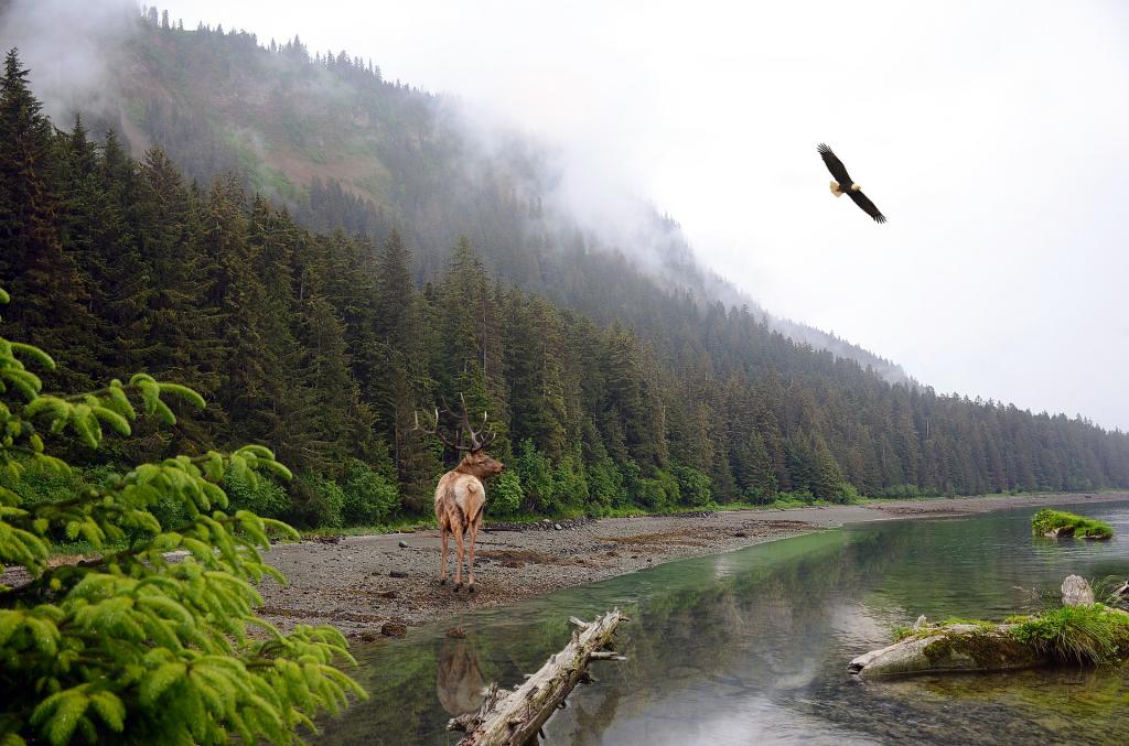 лось у реки