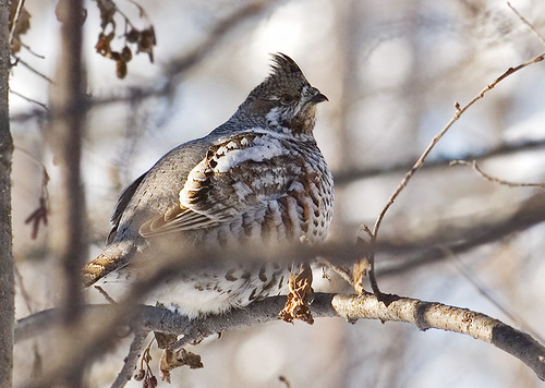 Рябчик зимой