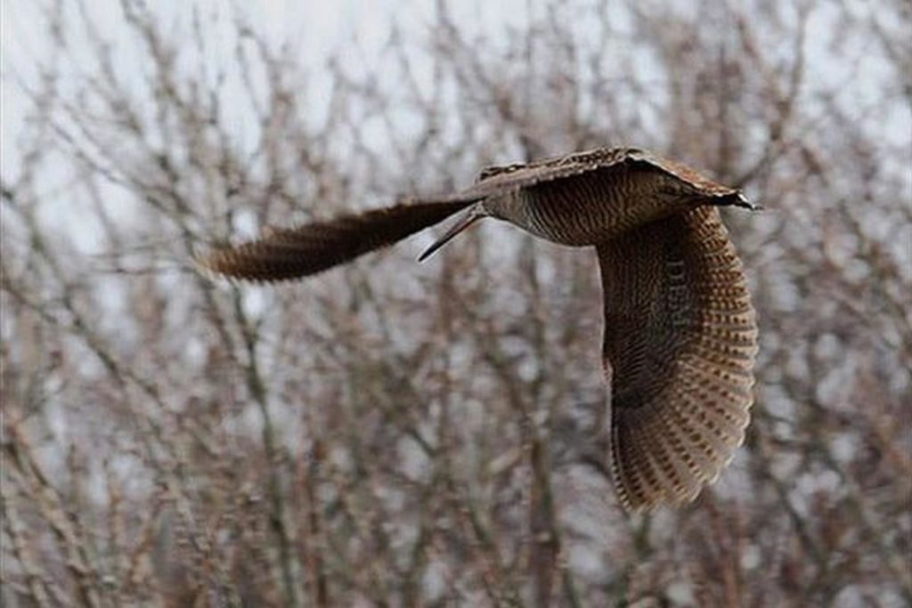 охота на вальдшнепа