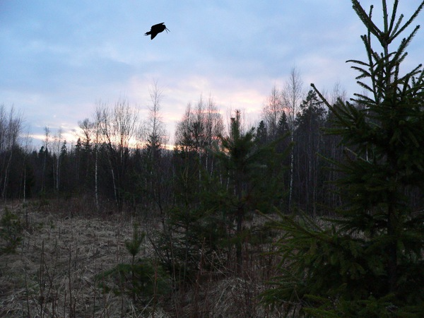 охота на вальдшнепа