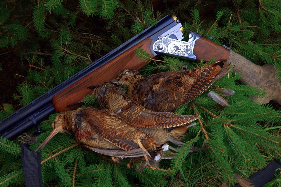 охота на вальдшнепа