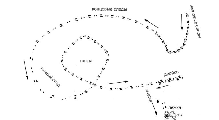 Охота на зайца троплением