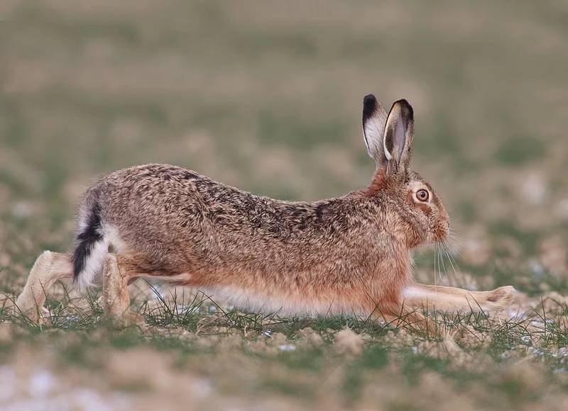 Охота на зайца с гончей