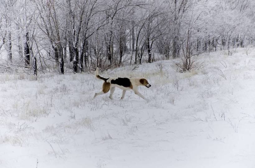 Охота на зайца с гончей