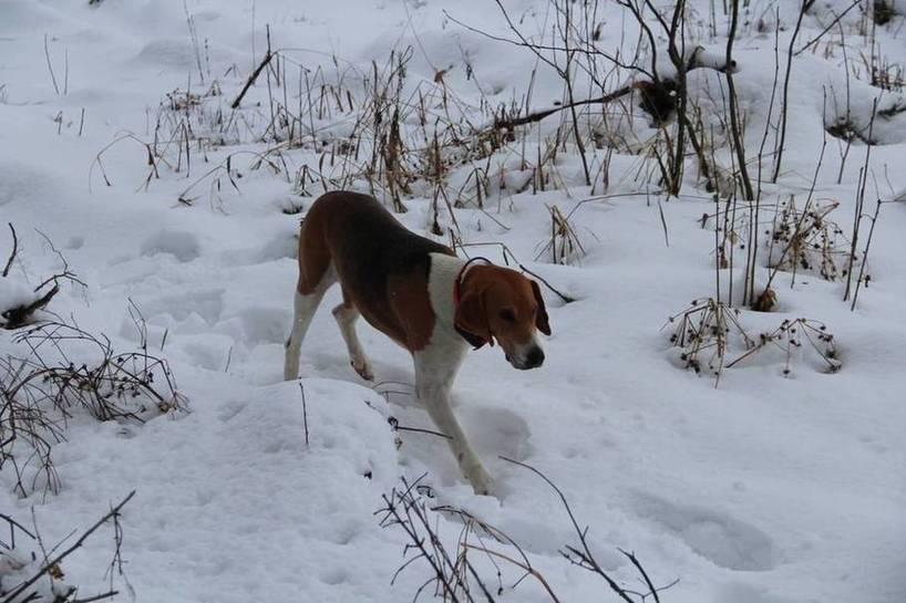 Охота на зайца с гончей