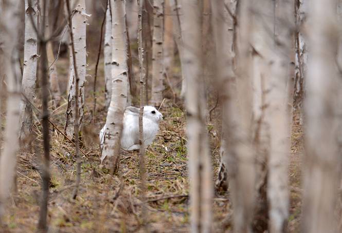 Охота на зайца в узерку