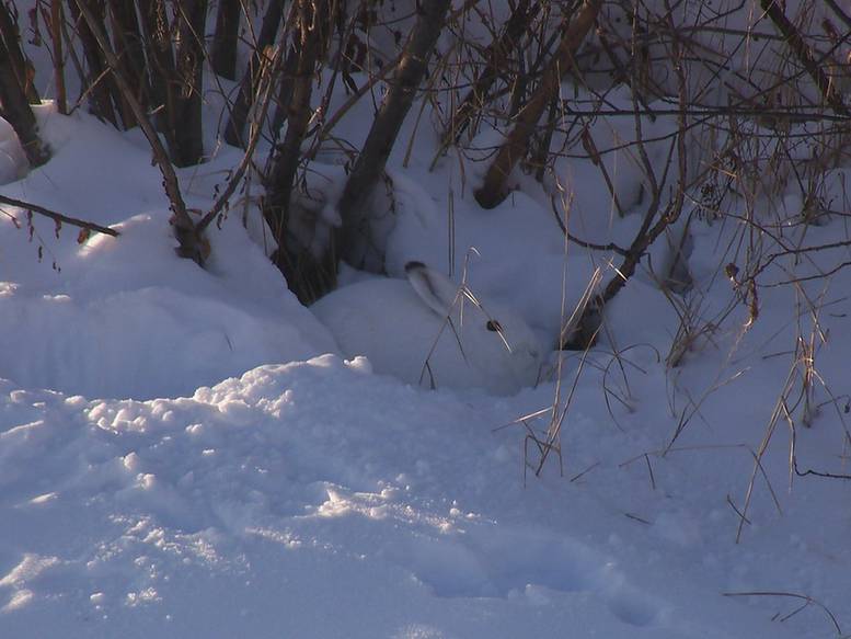 охота зимой. засидка на зайца зимой. тропление зайца беляка зимой. зимние засидки. засидка на зверя.