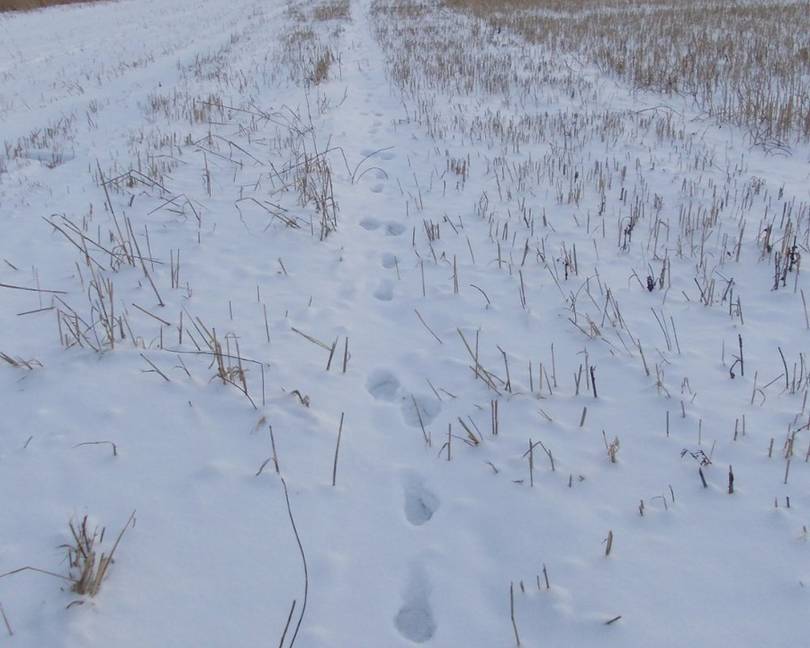 Охота на зайца троплением