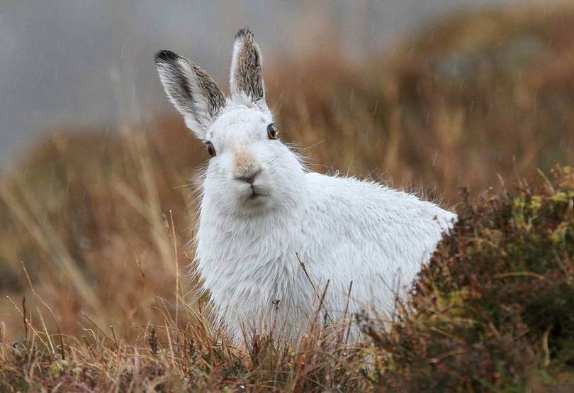 Охота на зайца в узерку
