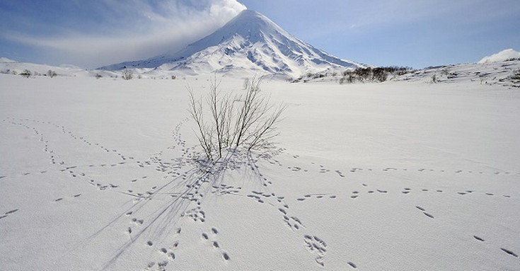 Охота на зайца троплением