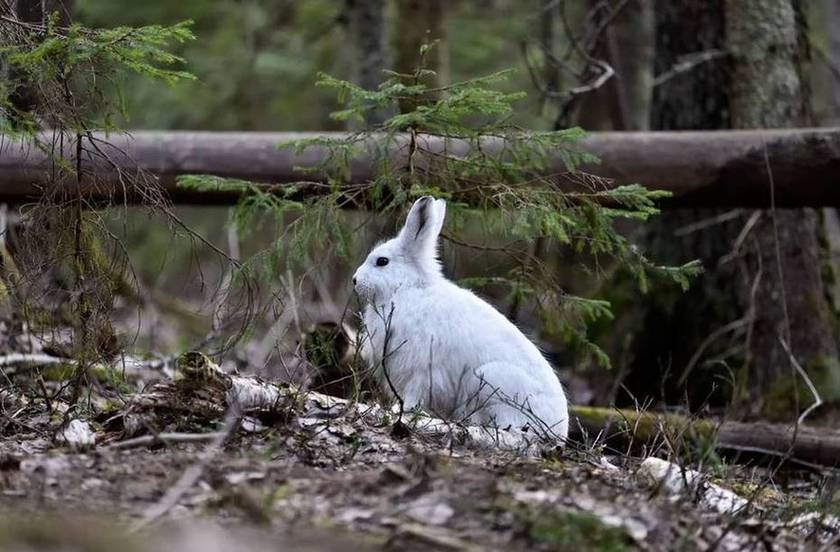 Охота на зайца в узерку