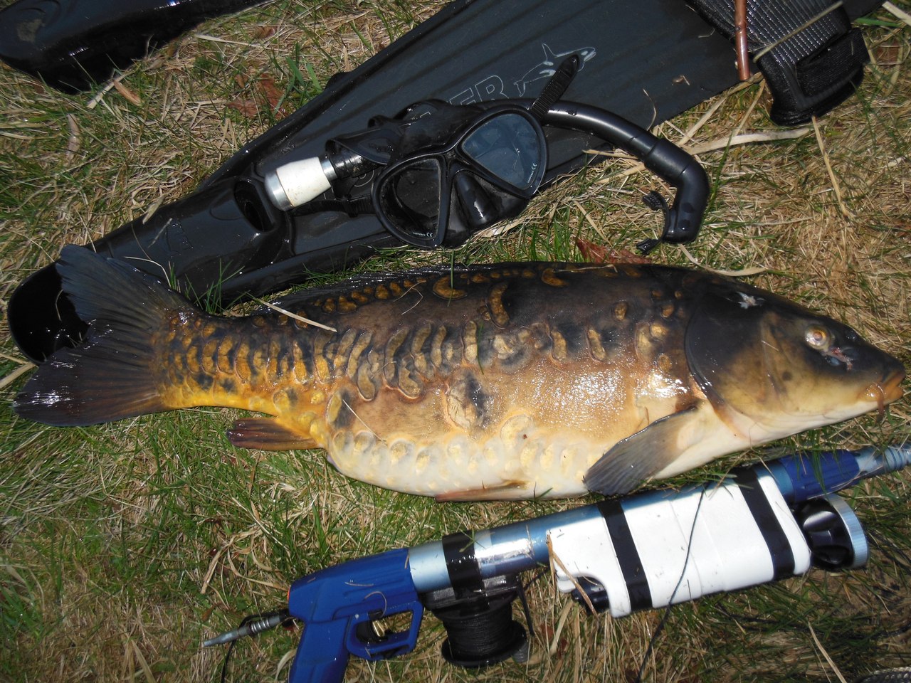 Пойманный зеркальный карп 