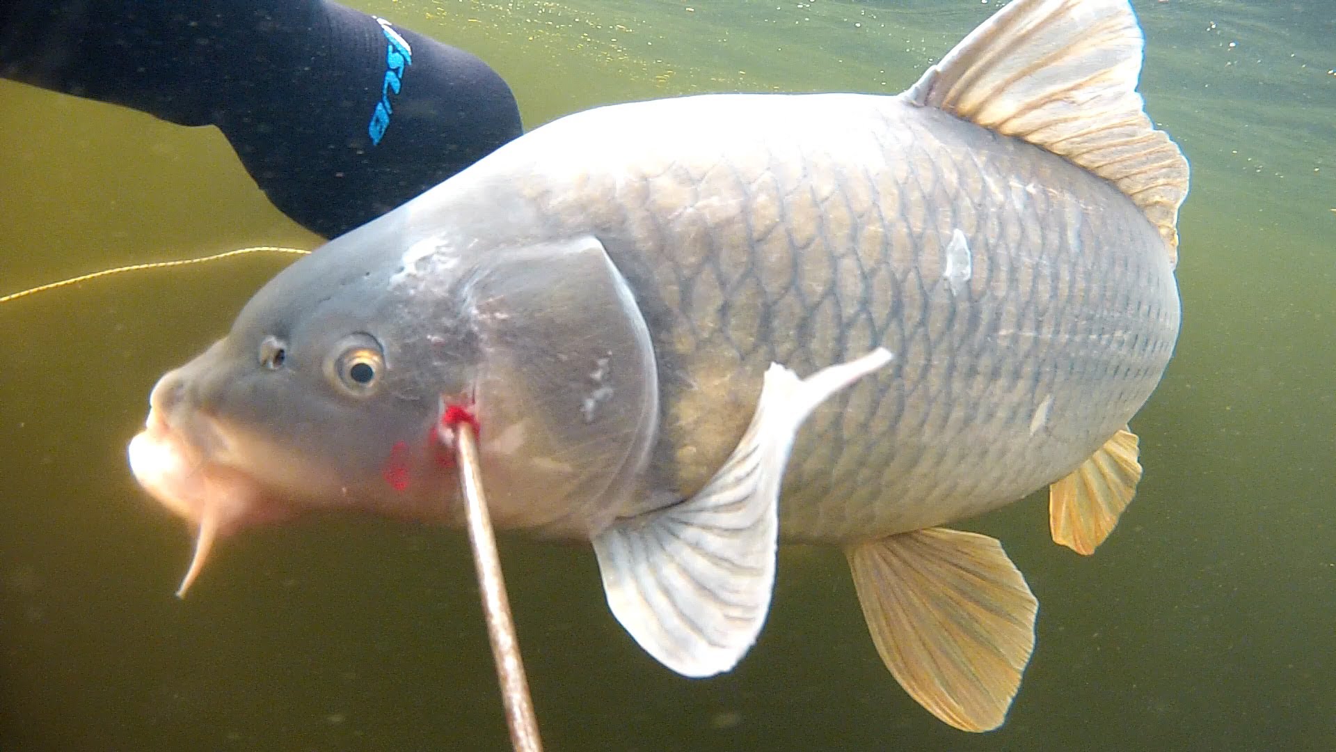 Пойманный сазан 