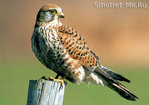 Птица пустельга