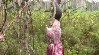 Капкан с приманкой, ловлю бобра и разделываю в лесу.(Был поставлен капкан Бриджер №5 на бобра с приманкой, на приманку пришел взрослый бобр самец 23 кг, капкан. 2016-09-25T17:00:02.000Z)