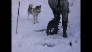 Охота на бобра 2016(Ловля на КП -250, и на КП-250Р с приманкой., 2016-02-13T13:02:23.000Z)