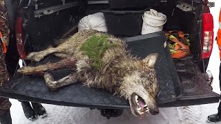 Охота #80 коллективная охота на волка(Instagram Мир Охотника: ▻ http://www.instagram.com/hunterworld777/ ○ группа вКонтакте 