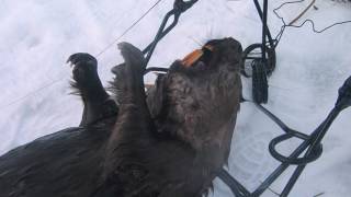 Охота на бобра! Еще трофей и обидная ошибка!(, 2016-12-12T03:05:56.000Z)