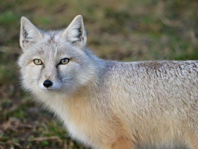 Описание степной лисицы