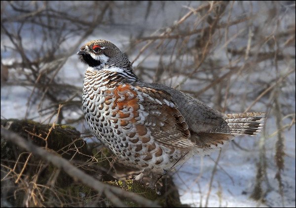 Рябчик, охота на рябчика, рябчик зимой, охота на рябчика зимой фото