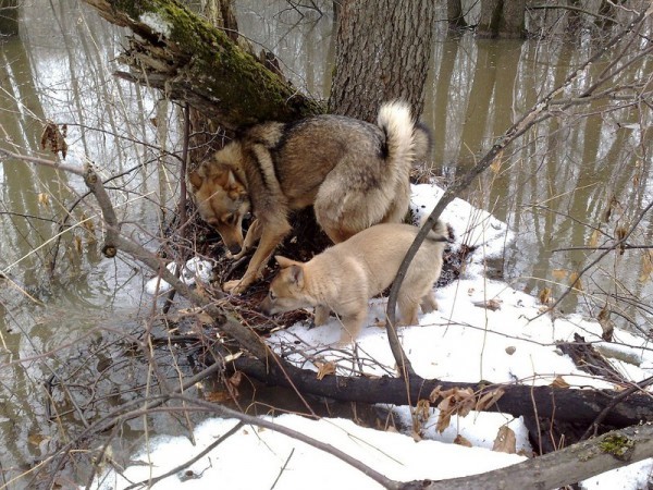 Чутьё проявляется у щенков лайки в раннем возрасте