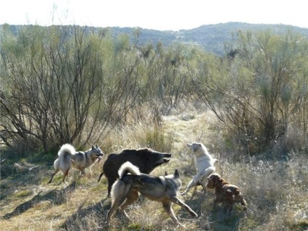 Лайки в процессе охоты на кабана