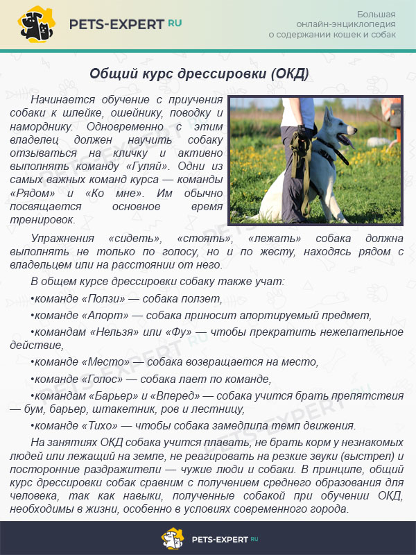 Общий курс дрессировки (ОКД)