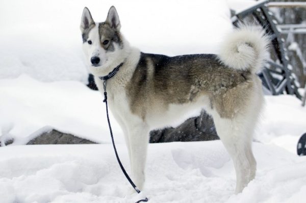 Лайка должна знать и выполнять все базовые команды