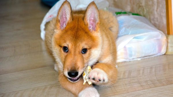 Воспитание щенка – важный процесс, который запускается с первых дней знакомства собаки и хозяина