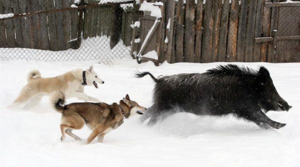 Чаще всего лайки работают в паре