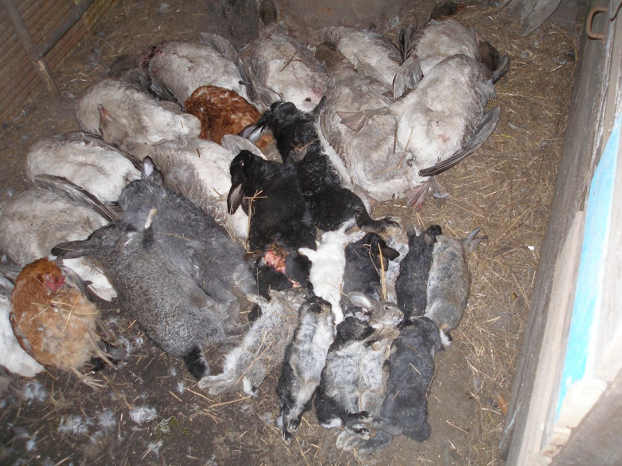 Следы пребывания хорька на ферме