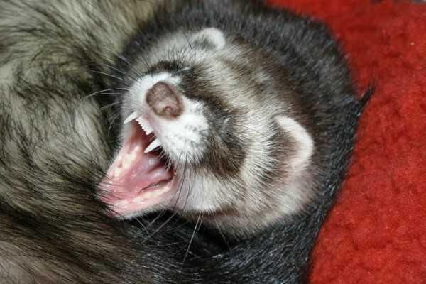 Чтобы избежать укусов, между острых зубов необходимо разместить деревянную палку